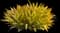 Orangeade Bromeliad — design image 4