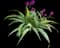 Philippine Ground Orchid — design image 1
