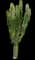 African Milk Tree Cactus — design image 2