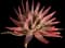Aloe cameronii — design image 3