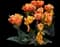 Tulip 'Orange Princess Daouble Late' — design image 1