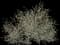 Blackthorn — design image 3