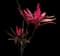 'Red Sister' Cabbage Palm — design image 27