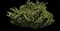 Pacific Yew — design image 7