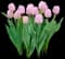 Tulips — design image 8