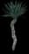 Spanish Dagger Yucca — design image 8
