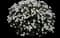 Diadem yarrow — design image 1