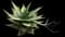 Mitre Aloe — design image 5