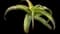 Torch Aloe — design image 12