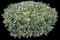 Cherry Laurel Shrub — design image 15