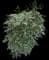 Nandina — design image 17