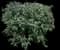 Leatherleaf Viburnum — design image 7