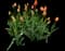 Tulip 'Dordogne Single Late' — design image 1