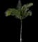 Coconut Palm — design image 13