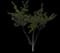Flowering Cherry Tree (Prunus serrulata) — design image 4