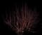 Farrow Arctic Fire® Red Dogwood — design image 1