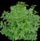 Weigela — design image 2