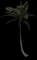Coconut Palm — design image 19