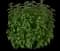Everleaf Lemon Basil — design image 1