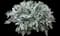 Dusty Miller — design image 1
