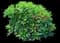 Star Flower Scorpio Illicium — design image 1