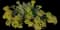 Myrtle spurge — design image 1
