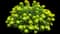 Eggleaf spurge — design image 1