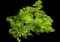 Ming Fern — design image 1