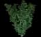Mikawa Yatsubusa Dwarf Japanese Maple — design image 2