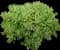 Autumn Charm Sedum — design image 2