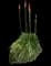 Red Hot Poker (Kniphofia) — design image 7