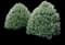 Steeds Japanese Holly Shrub — design image 1