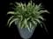 Silver Queen Aglaonema — design image 1