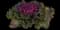 Bright and Early Red Brassica — design image 1