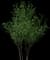 European Spindle Tree — design image 3
