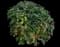 Pittosporum Mojo® — design image 10