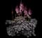 Dark Side of the Moon Astilbe — design image 1