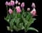 Tulip 'Coral Pride' — design image 2