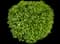 Boxwood Shrub — design image 9
