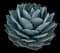 Parry's Agave — design image 1