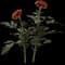 Marigold — design image 3