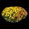 Chrysanthemum Plants — design image 1