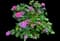Bigleaf hydrangea — design image 13