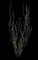 Ocotillo — design image 1