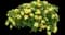 MiniFamous® Neo Double Lemon Calibrachoa — design image 1