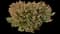 Indian Hawthorn (Rhaphiolepis indica) — design image 10