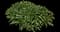 Common Yarrow — design image 4