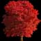 Red Sunset® Maple Tree — design image 2