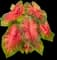 Caladium Plants — design image 3
