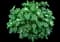 Smooth Hydrangea — design image 1